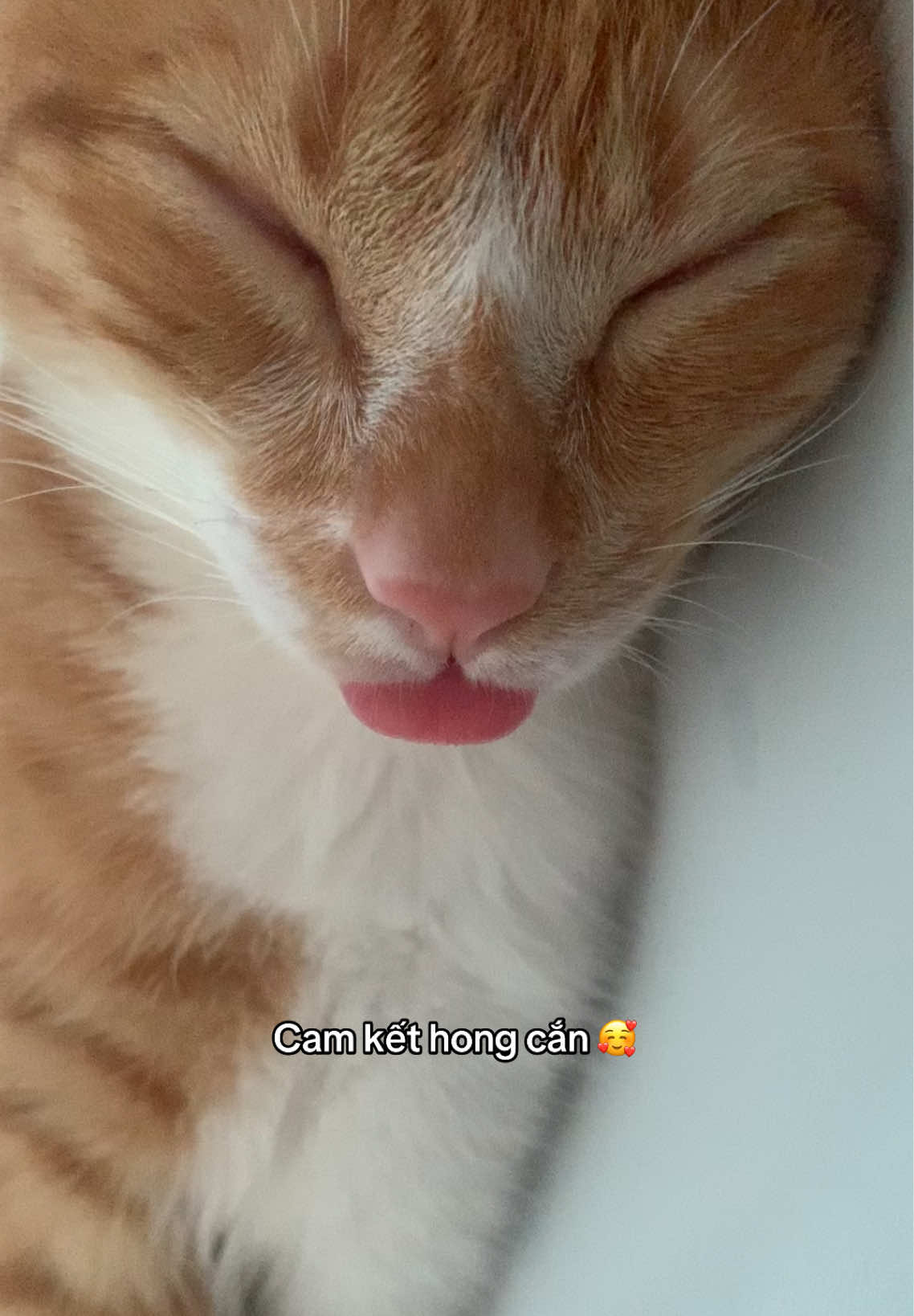 @Trú mèo tên mimi