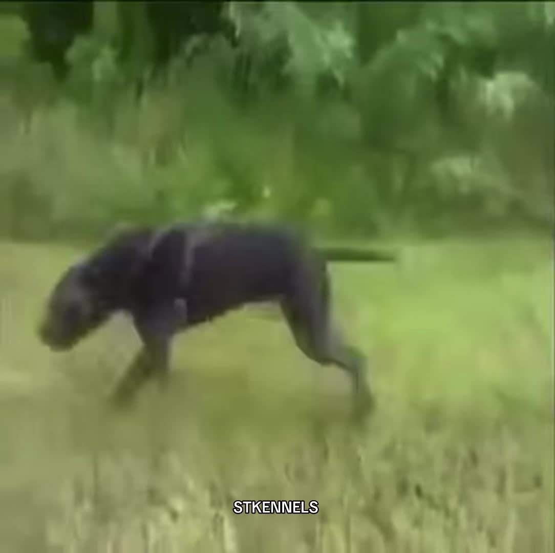 @sabertoothkennels