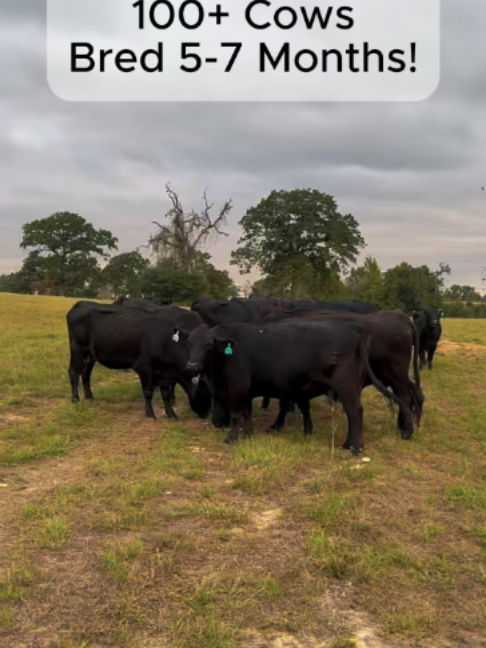 @Rutherford Land and Cattle