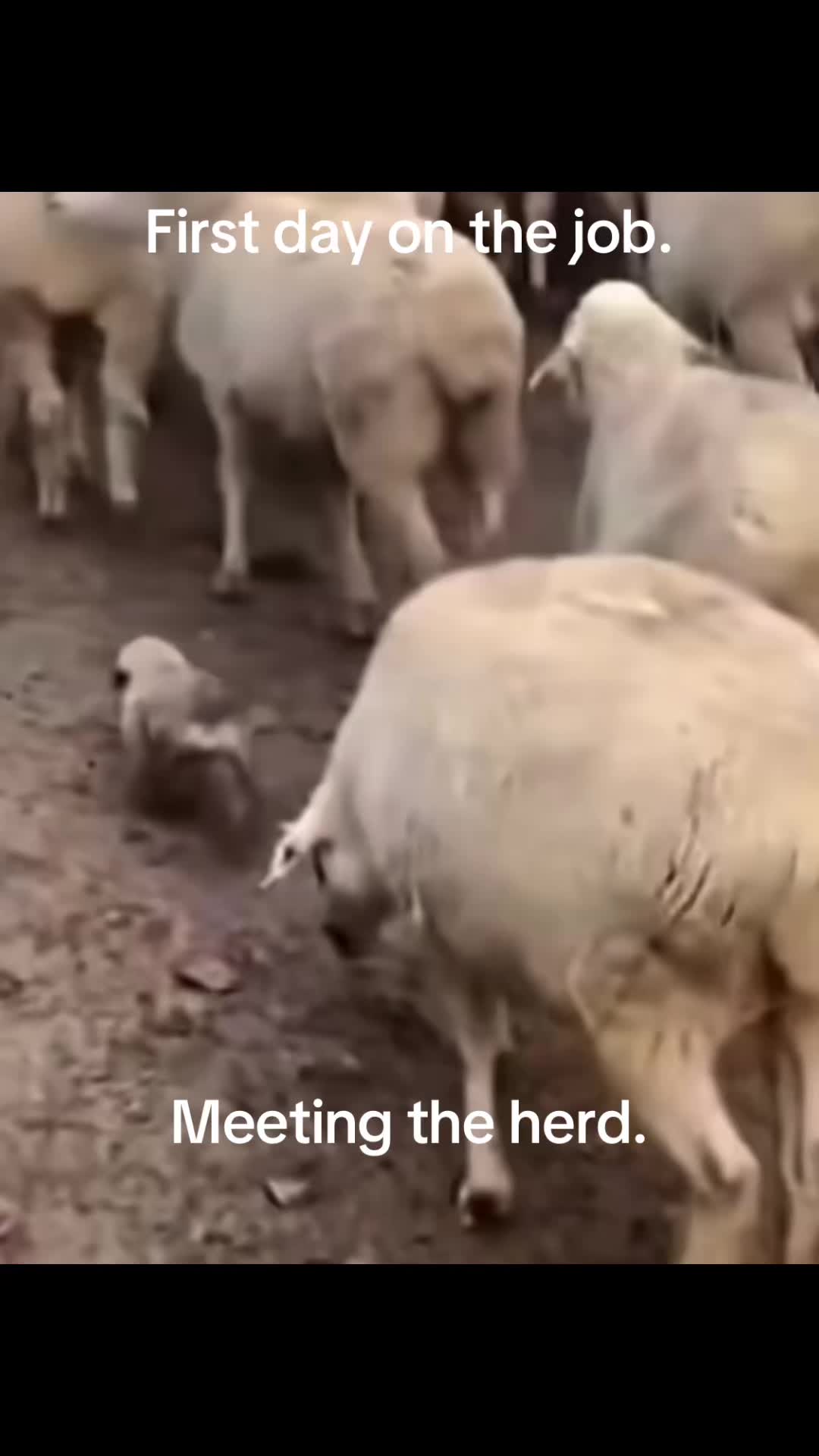 @k9fieldguide