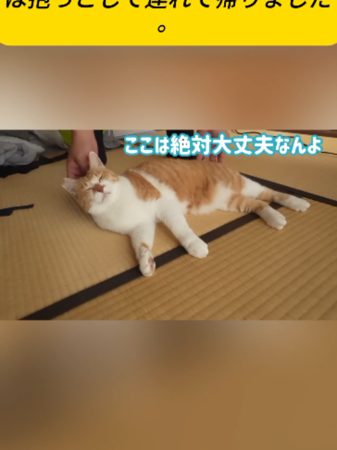 @ねこびより