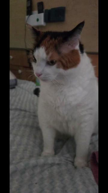 @mi gata la más hermosa