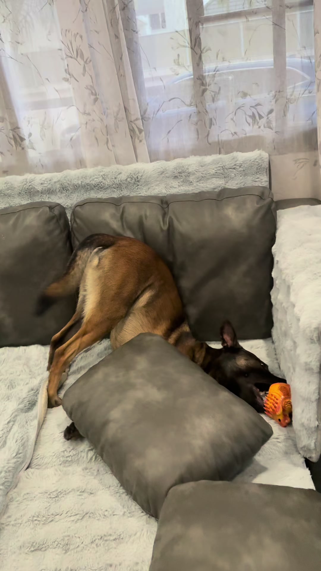@doglifethailand