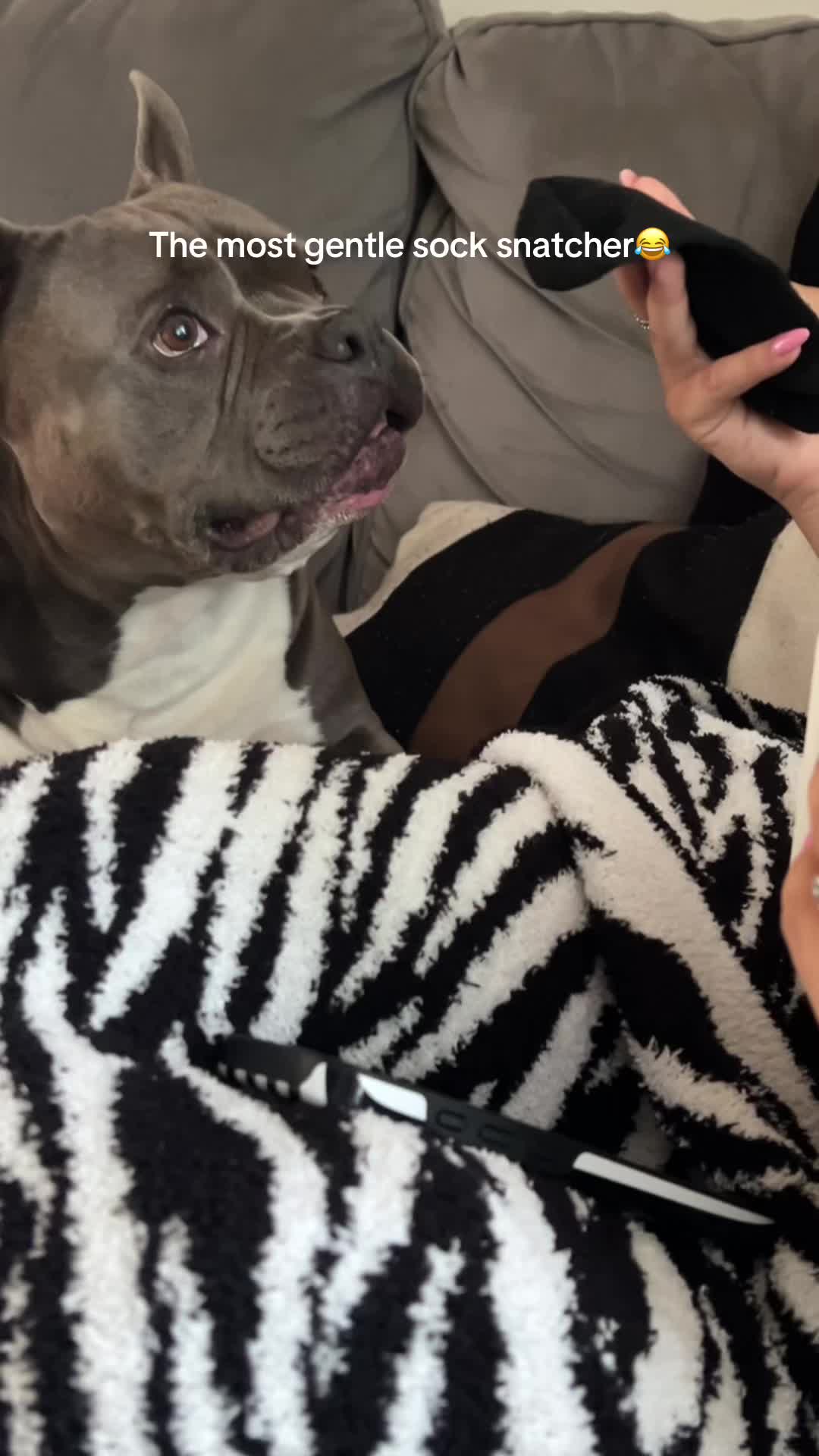 @Gunner | Pocket Bully