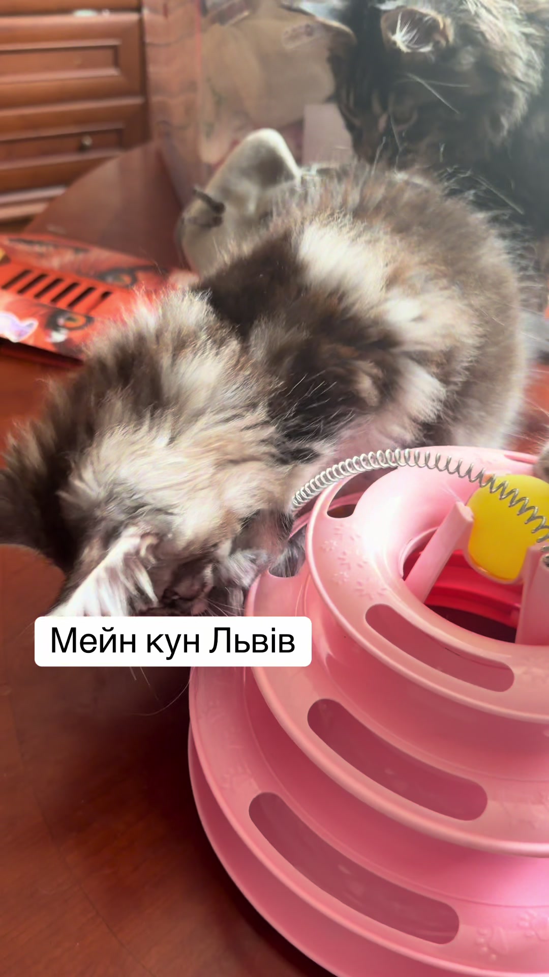 @PARAKENTOS*UA Maine coon