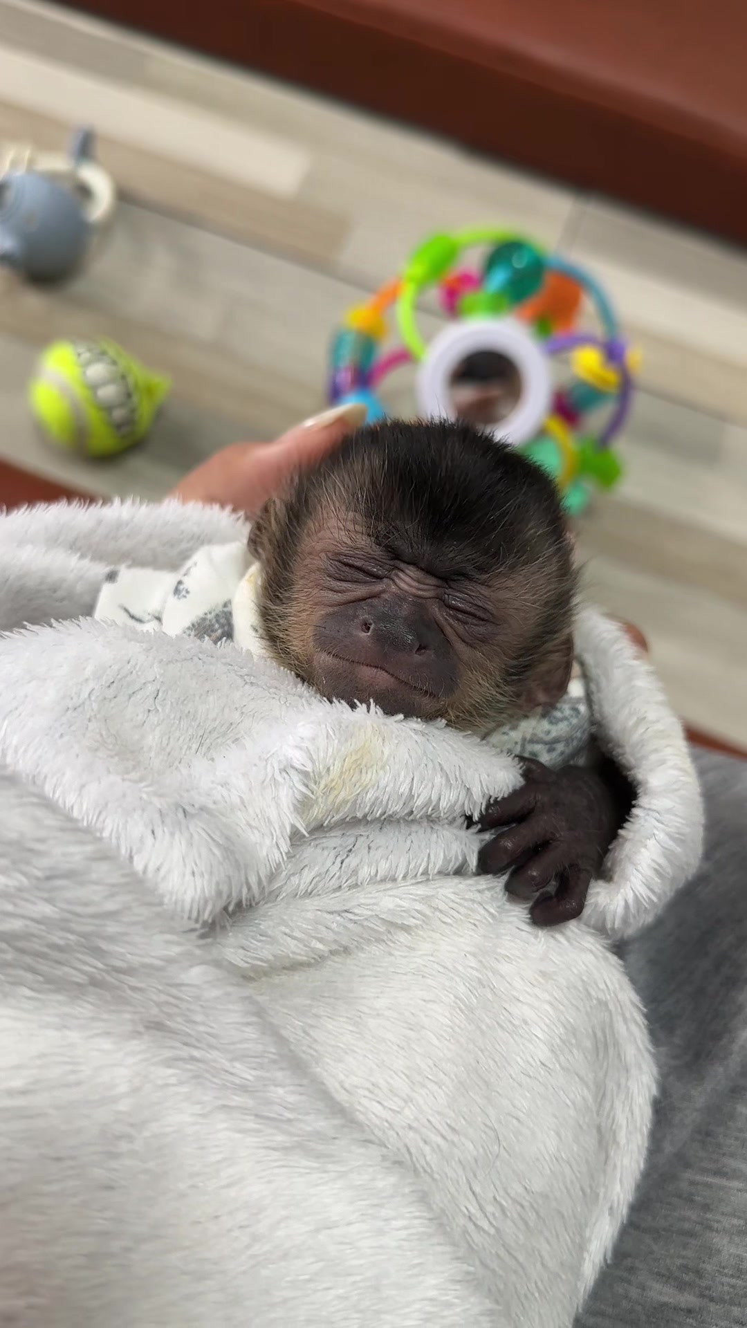 @Gutjang Capuchin