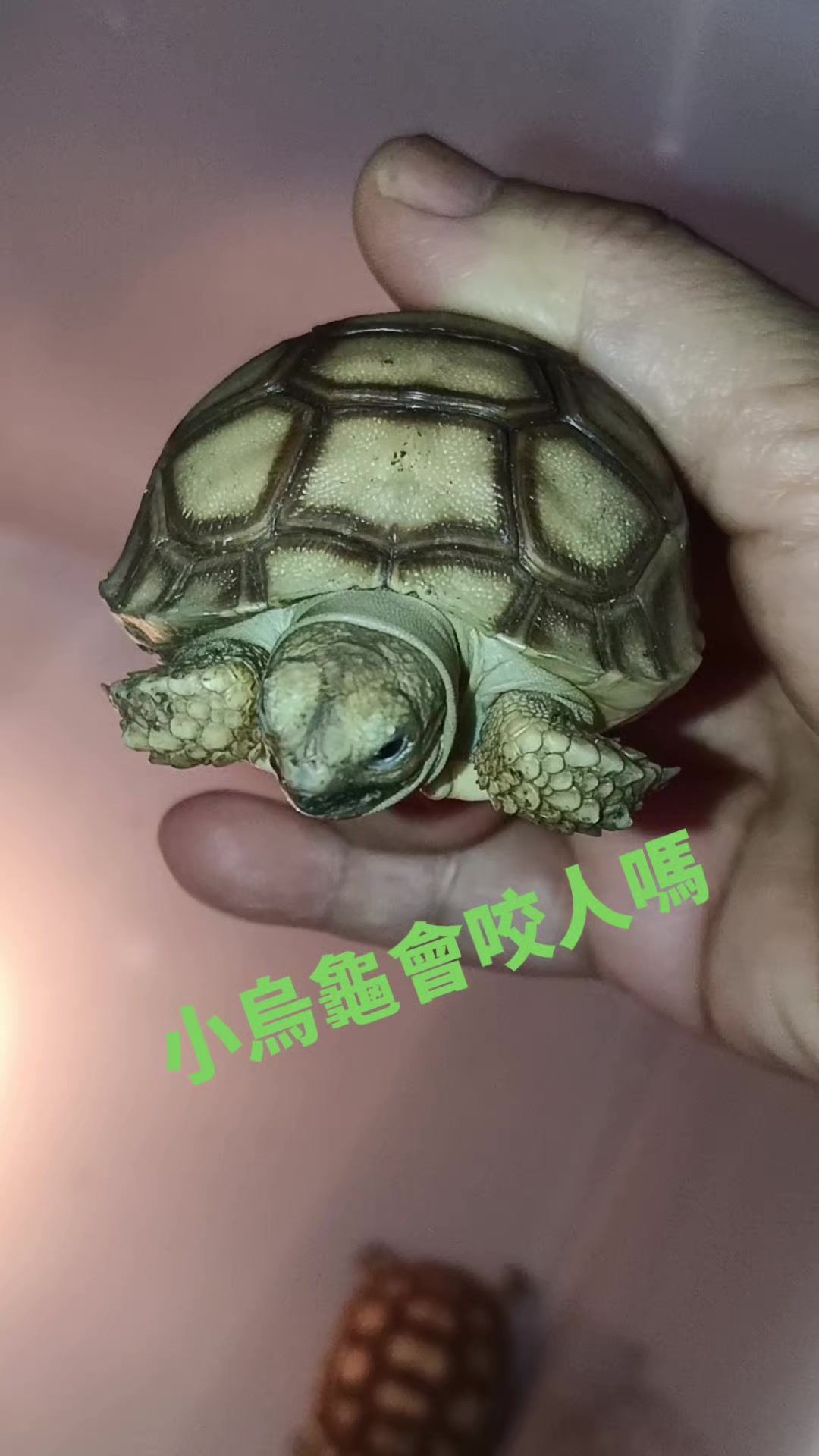@大帳 姐