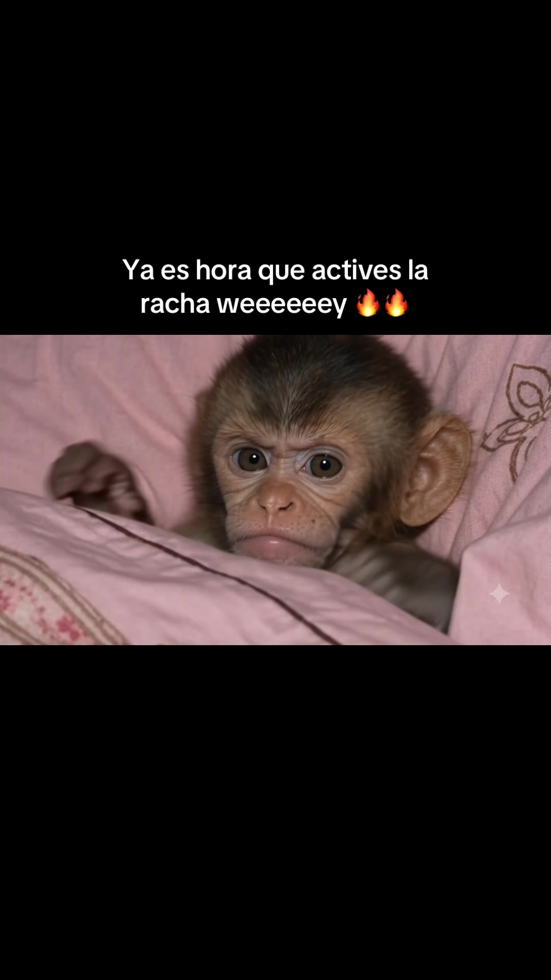 @RabPesito 🔥