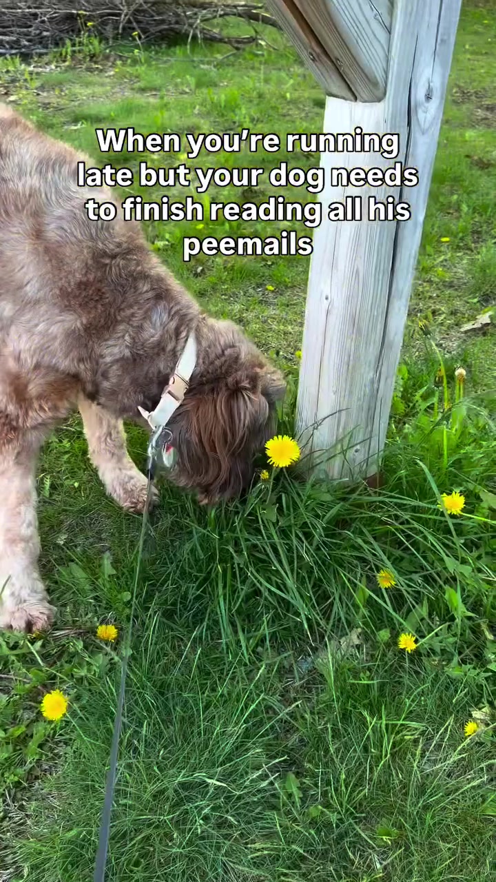 @Dogs Made Simple