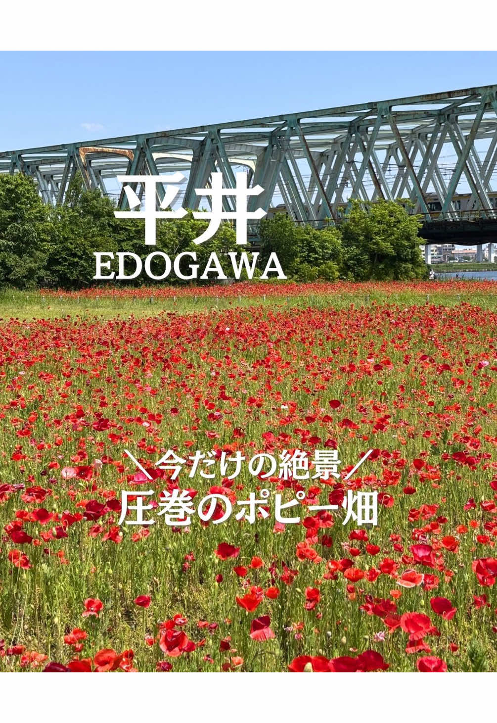 @ことり〻江戸川区 まちの魅力再発見