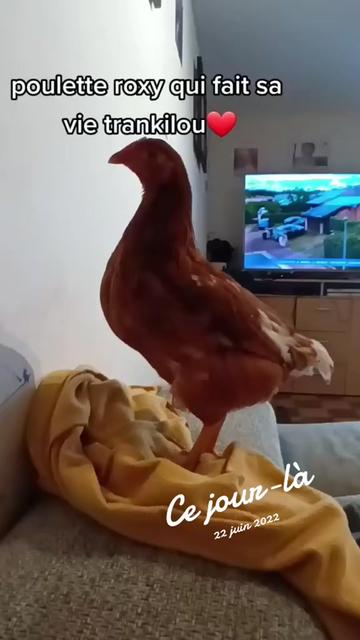 @Caro