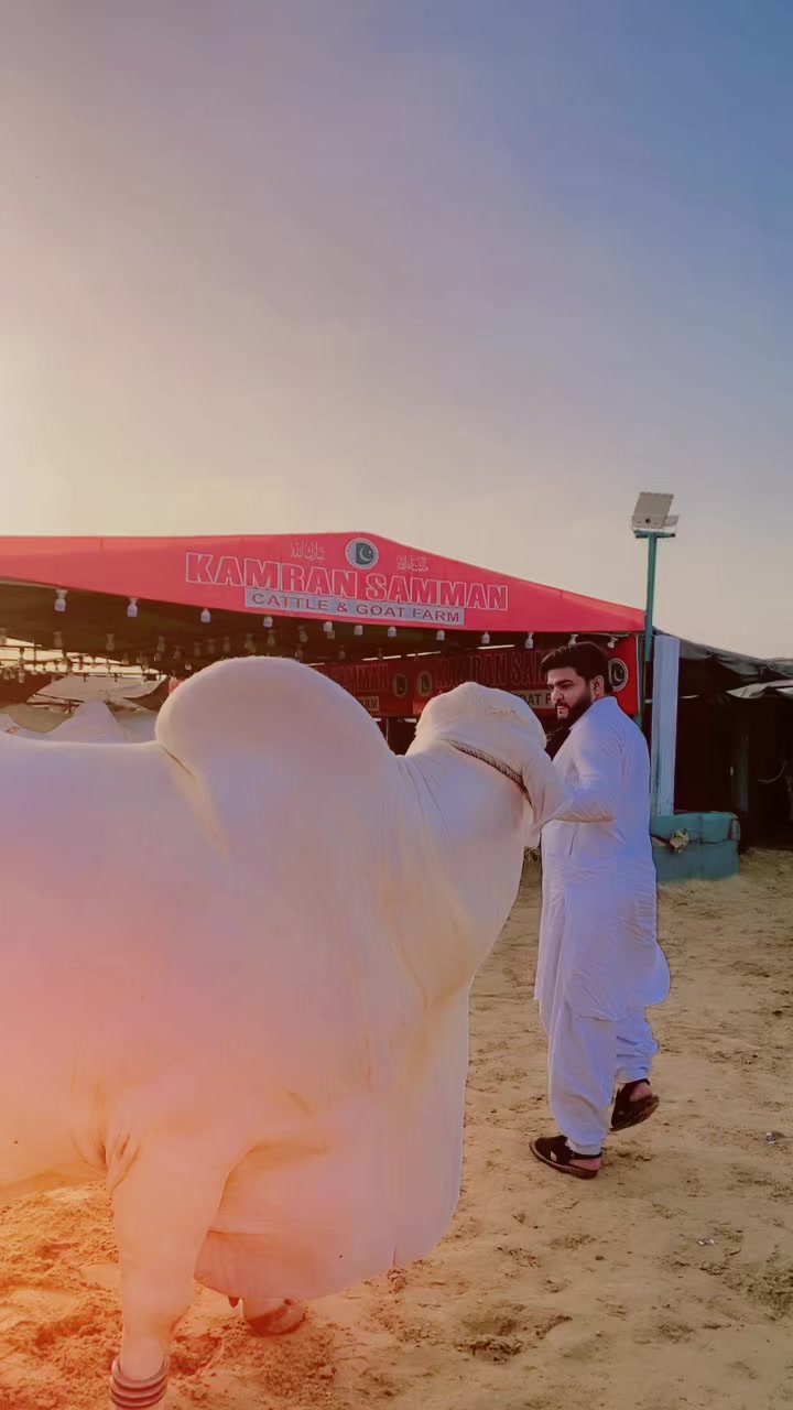 @Aqib Rajput