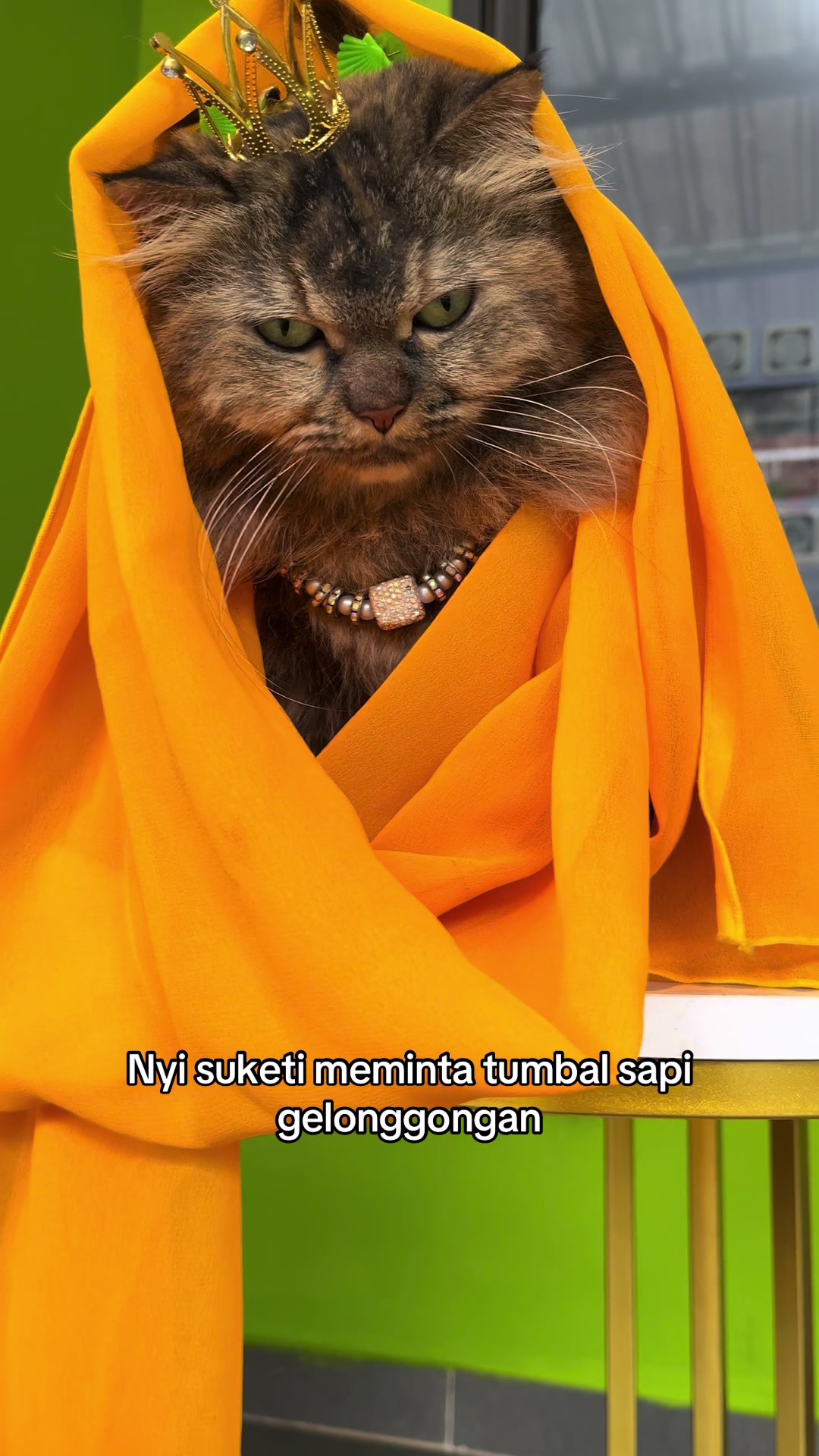 @ShepyCat🌻