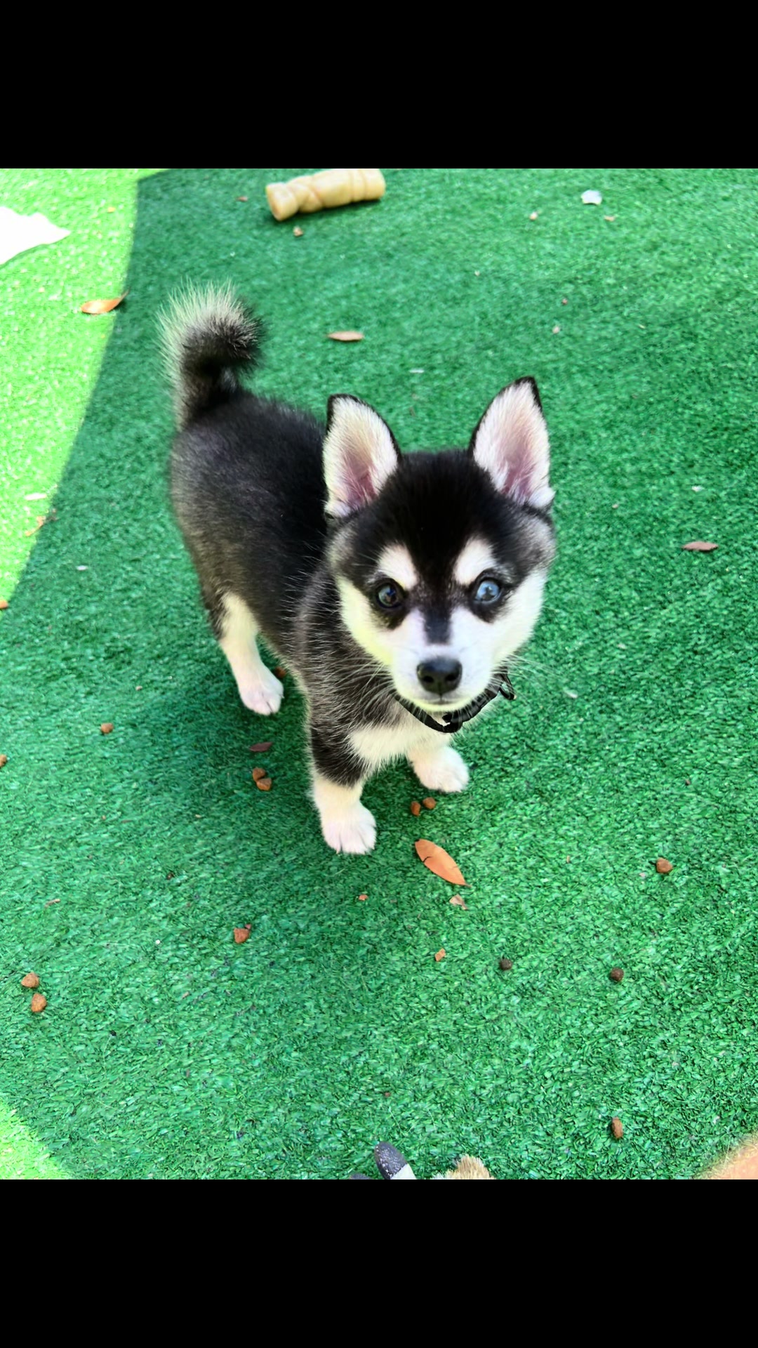 @kleekaipuppies4sale