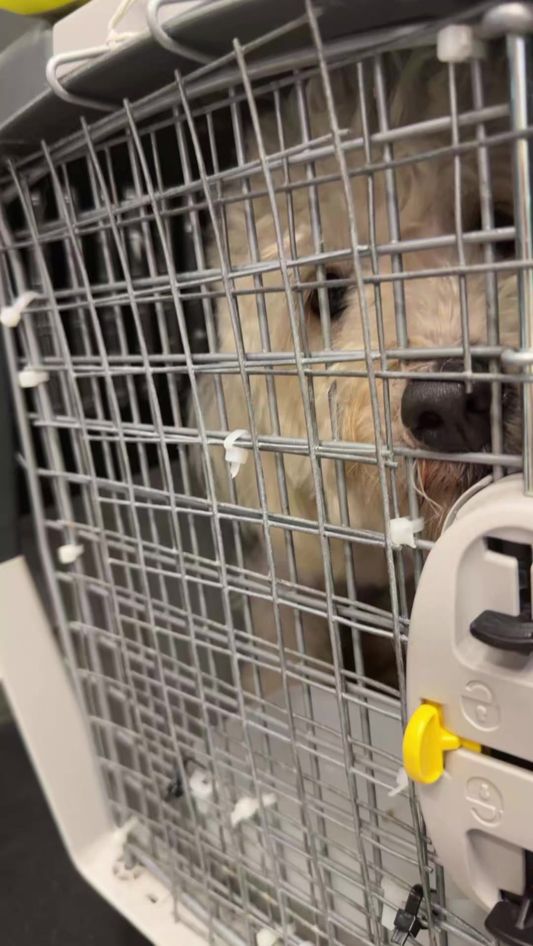 @๐Souso Rayen๐๐ฆ