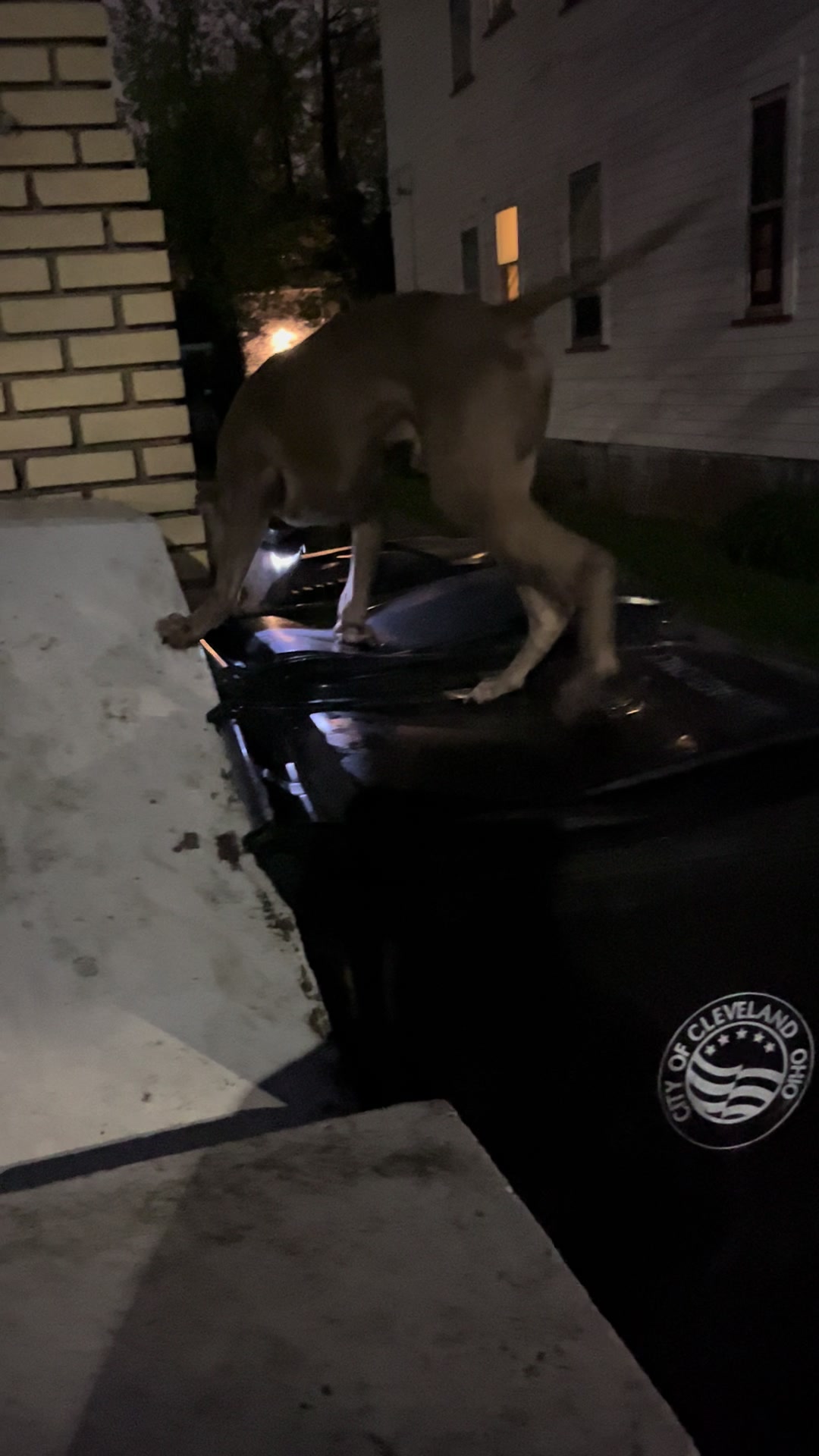 @Jay TheDog Trainer