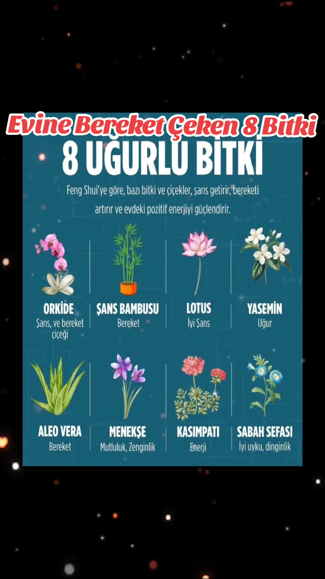 @Lotus bitki satışı