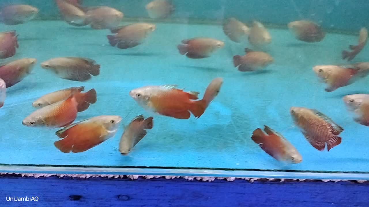 @UniJambi_Aquarium