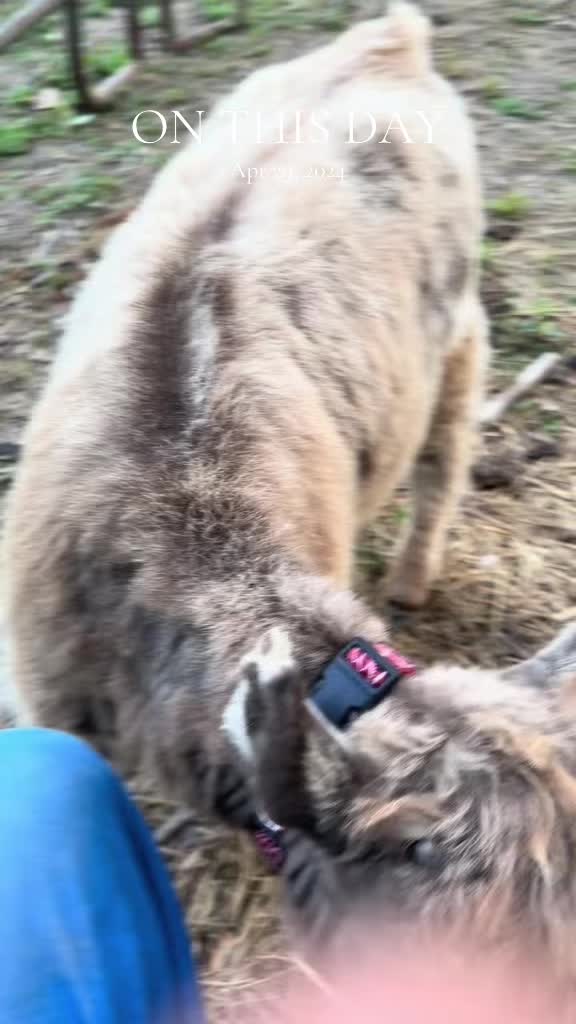 @TennesseeTedMiniFarm