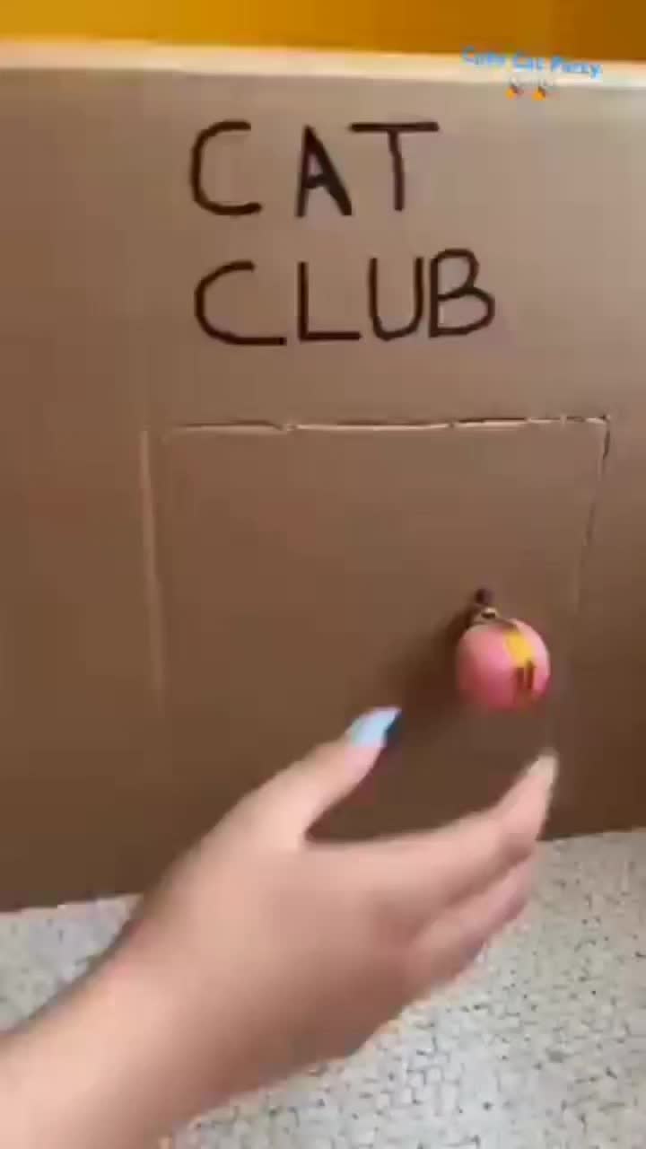 @funnyAnimals