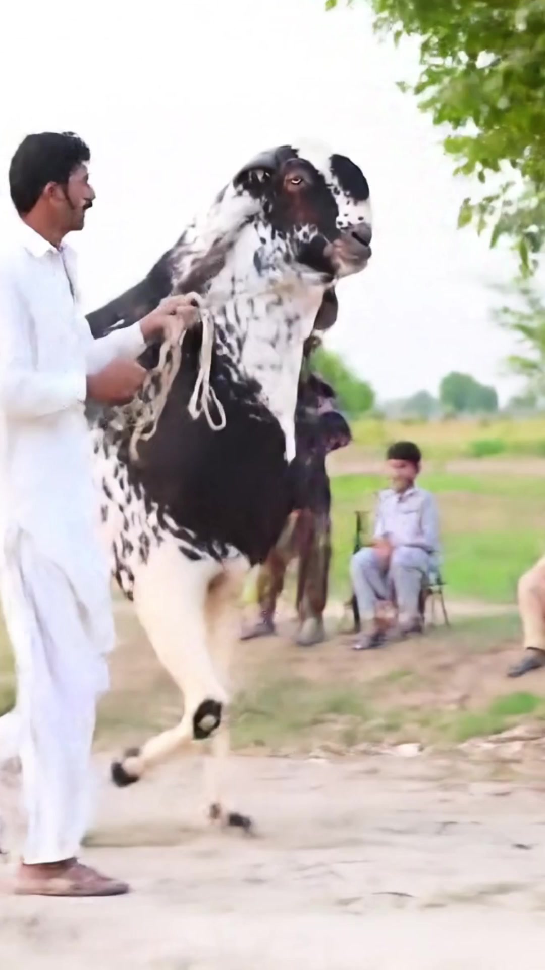 @Cow On The Ramp