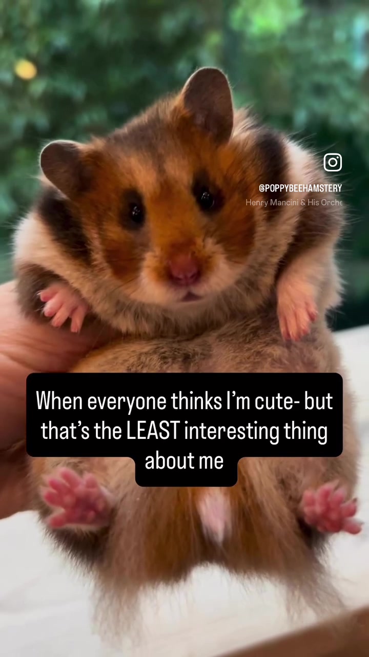 @Poppy Bee Hamstery