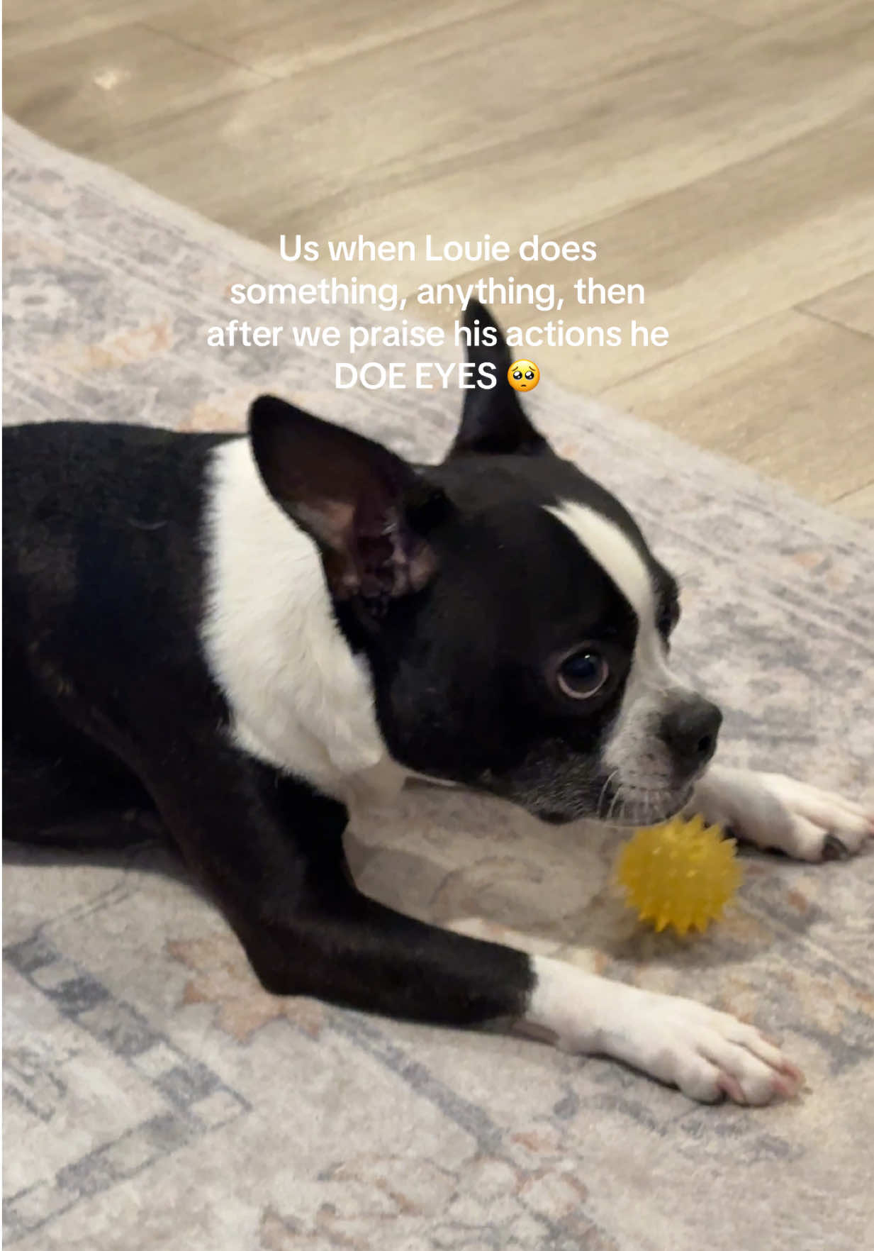 @LouieBostonT