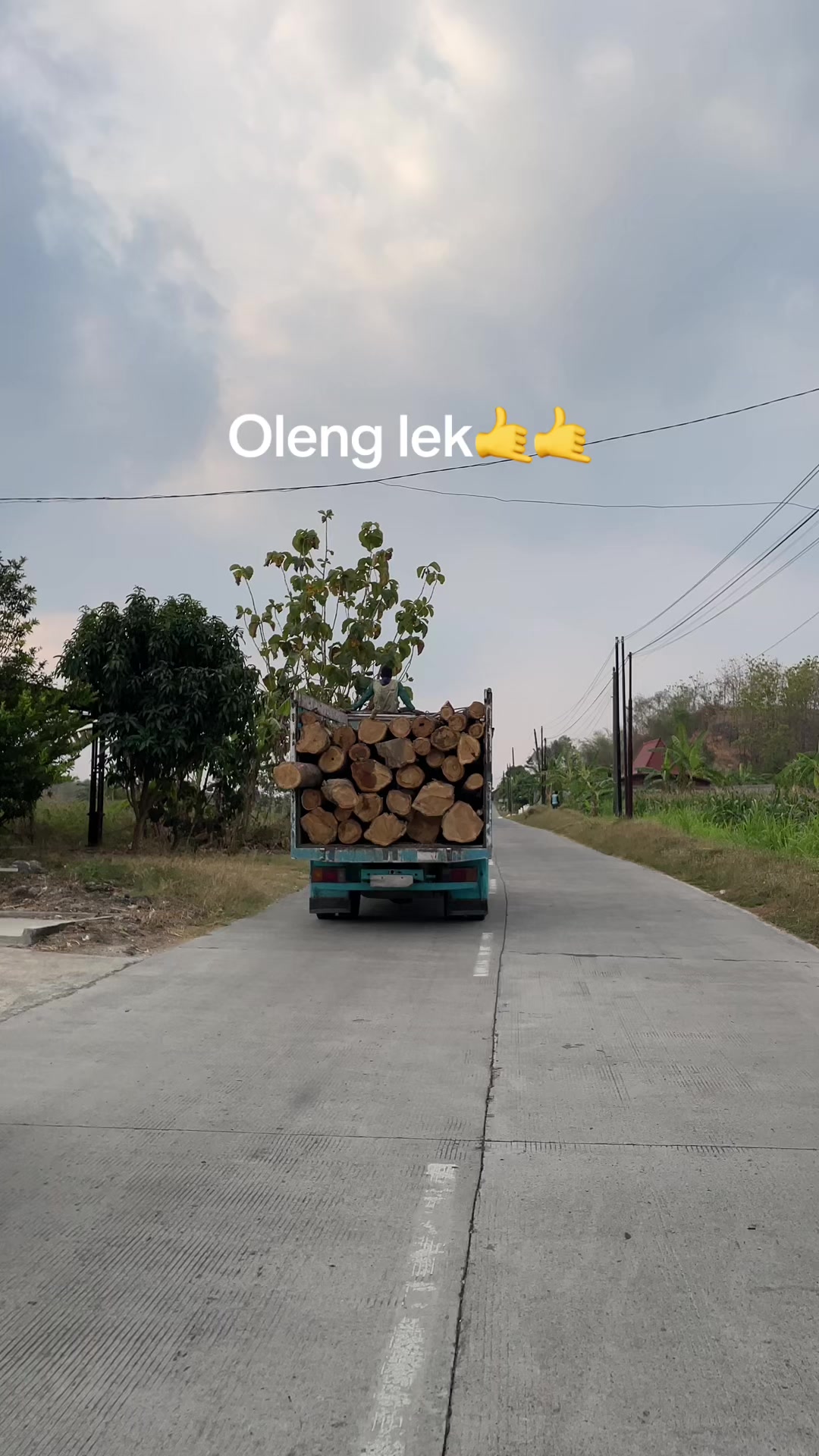 @rosok kayu