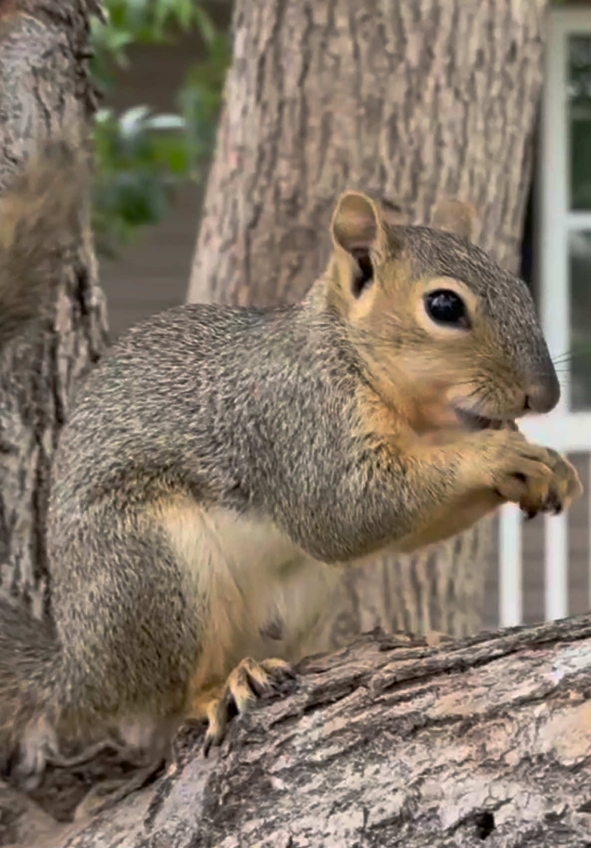 @Squirrel Guy