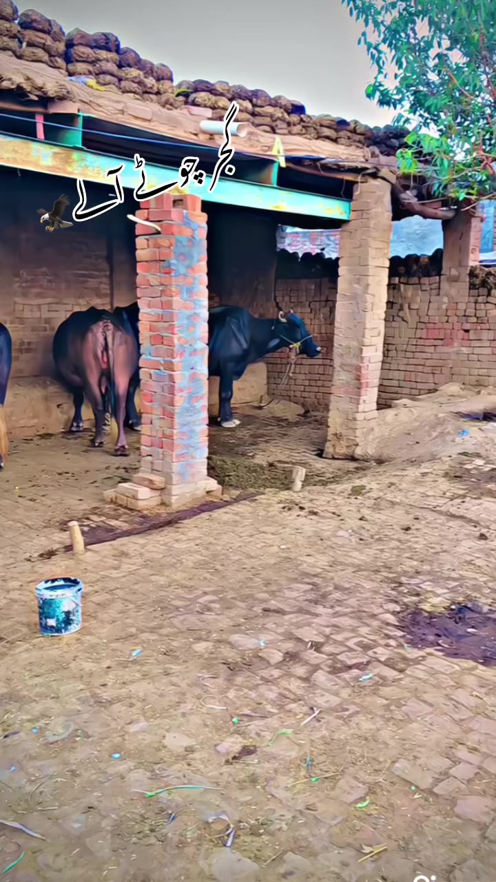 @GUJJAR🥷🏿