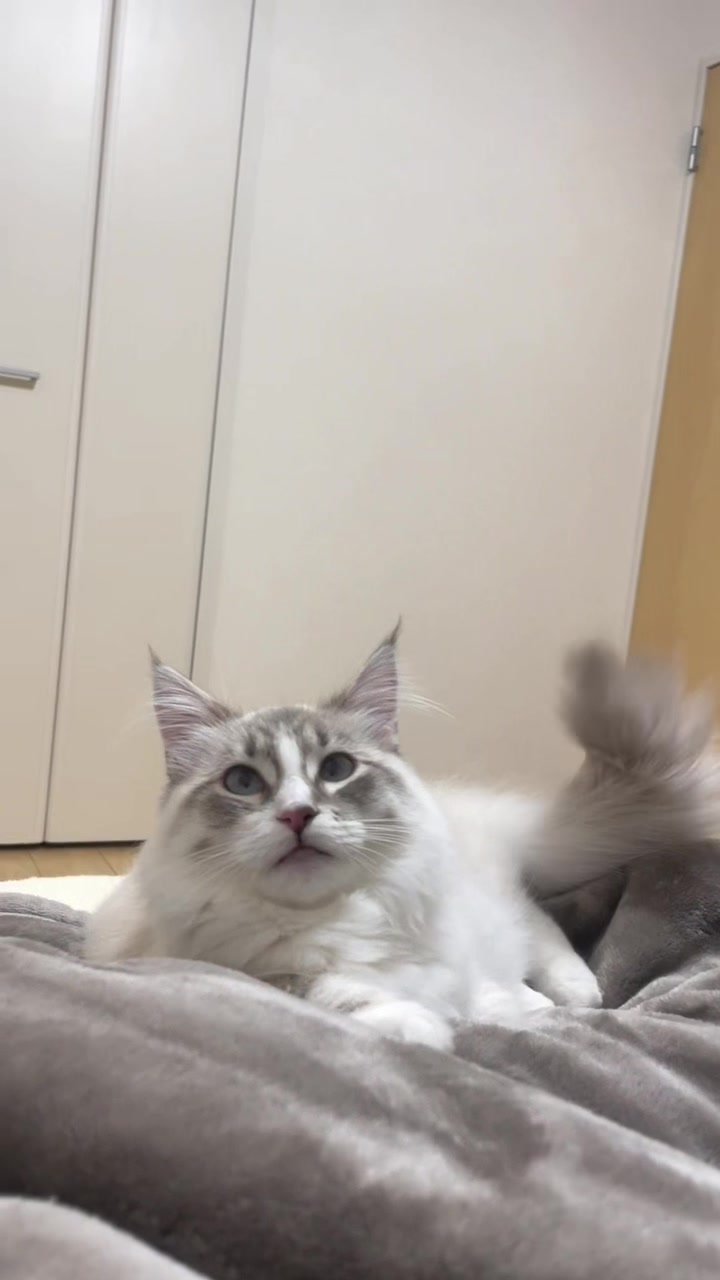 @サイベリアンのおふぃおさま