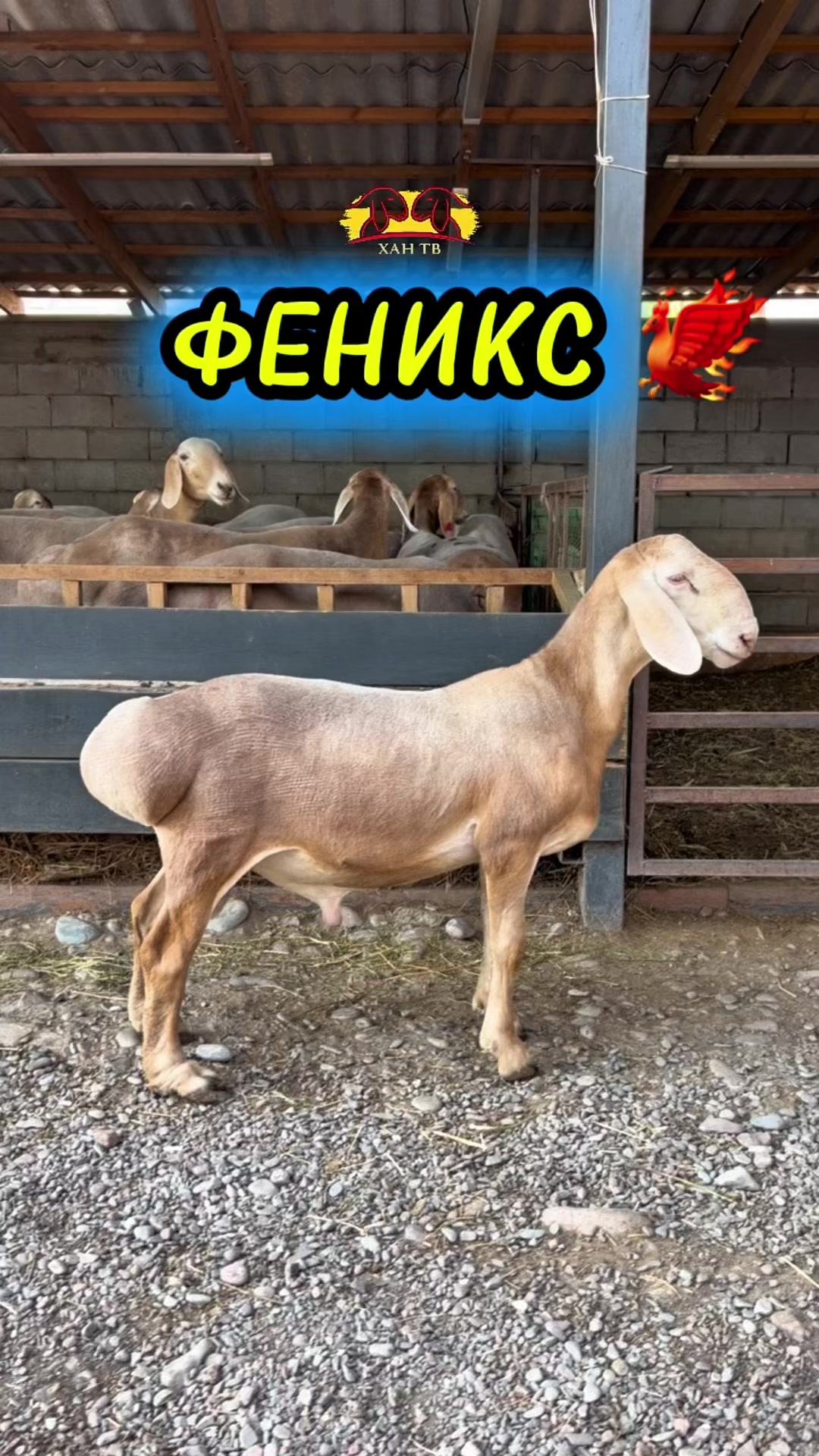 @malbazar_kb