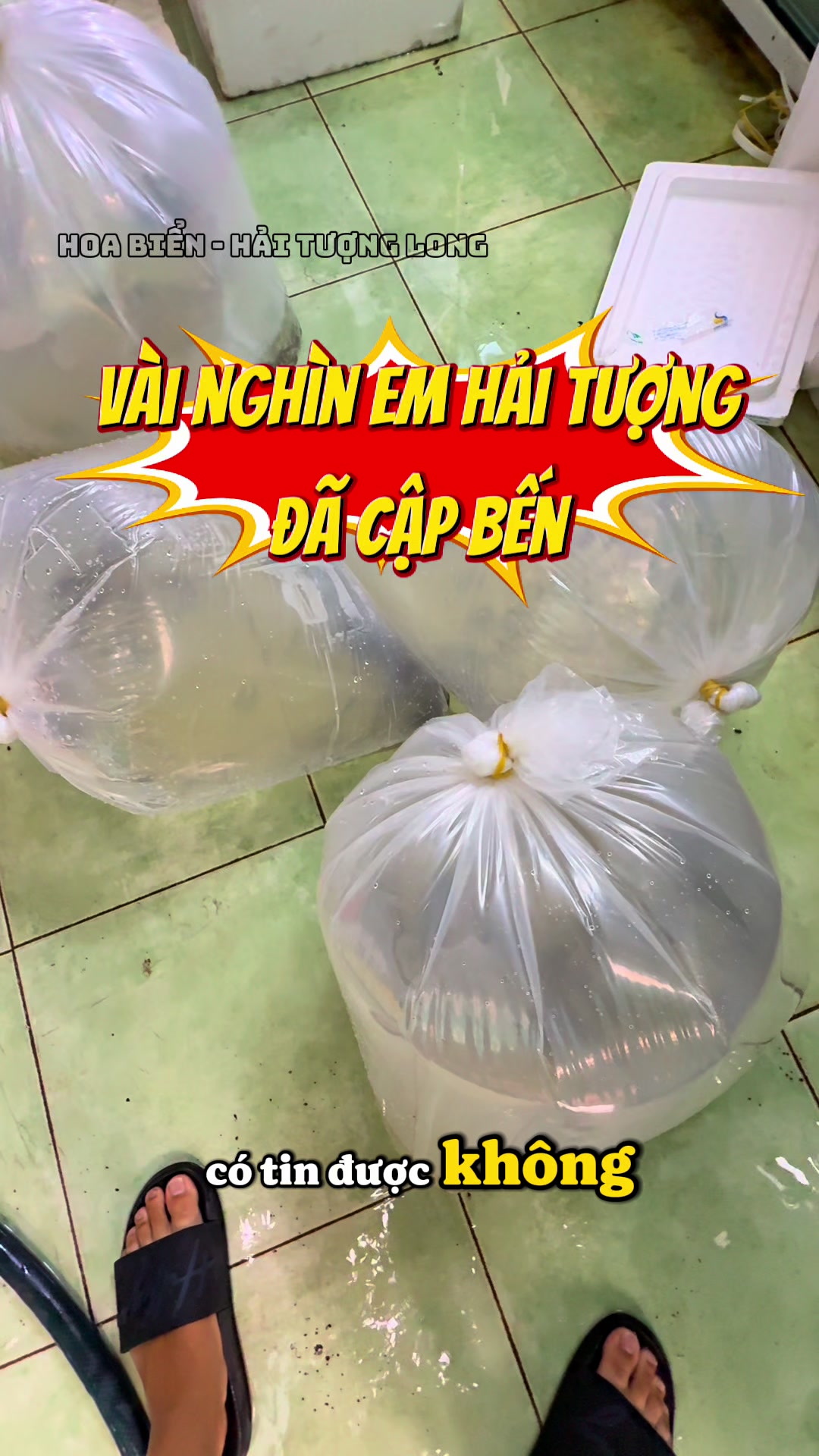 @Hoa Biển - Hải Tượng Long