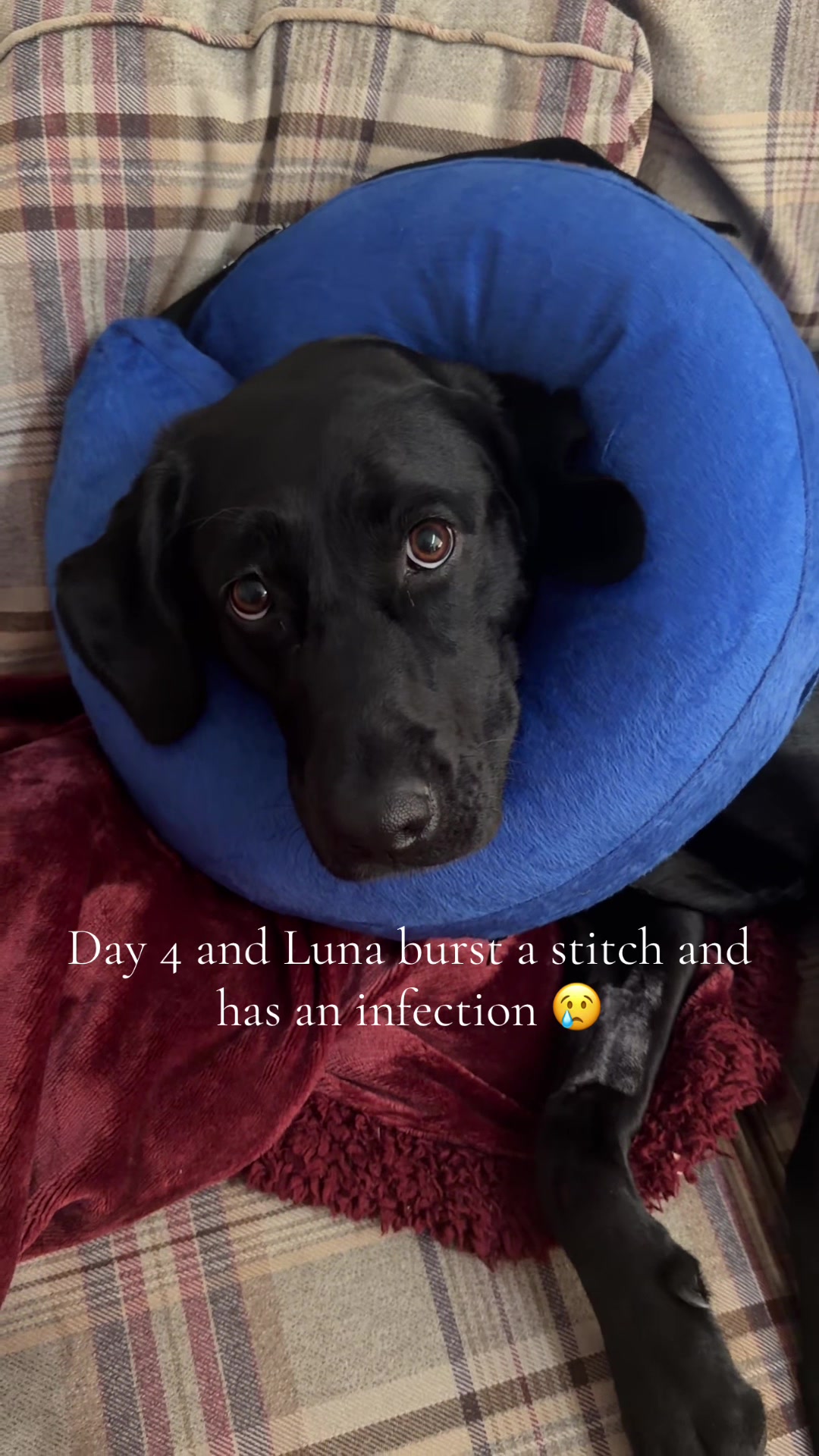 @Penny 🧡 Luna
