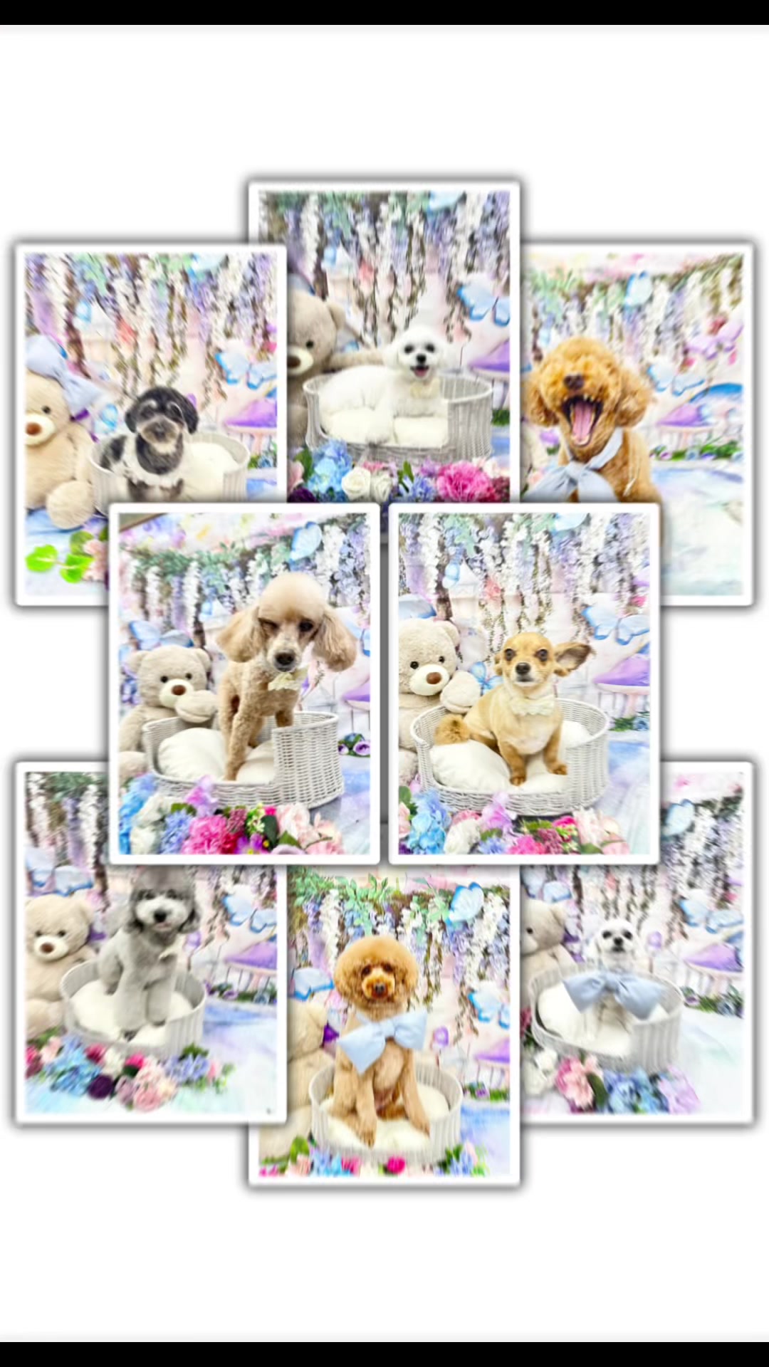 @petsalon_connect