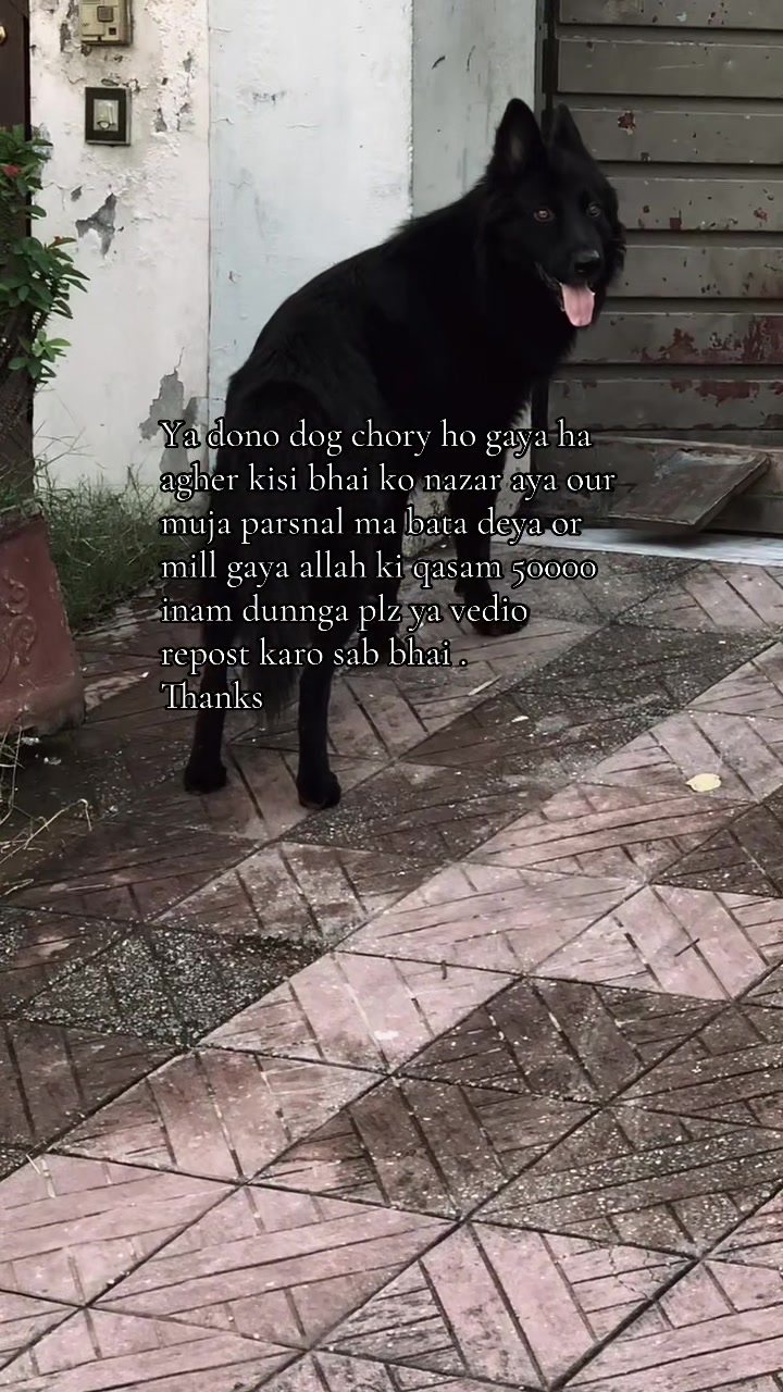 @Black German Shepherd😈