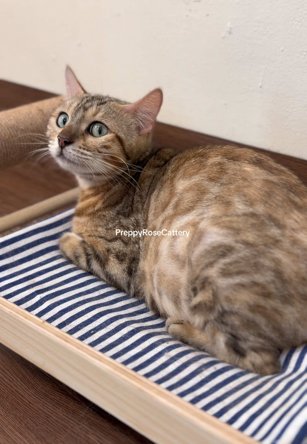 @PreppyRoseCattery