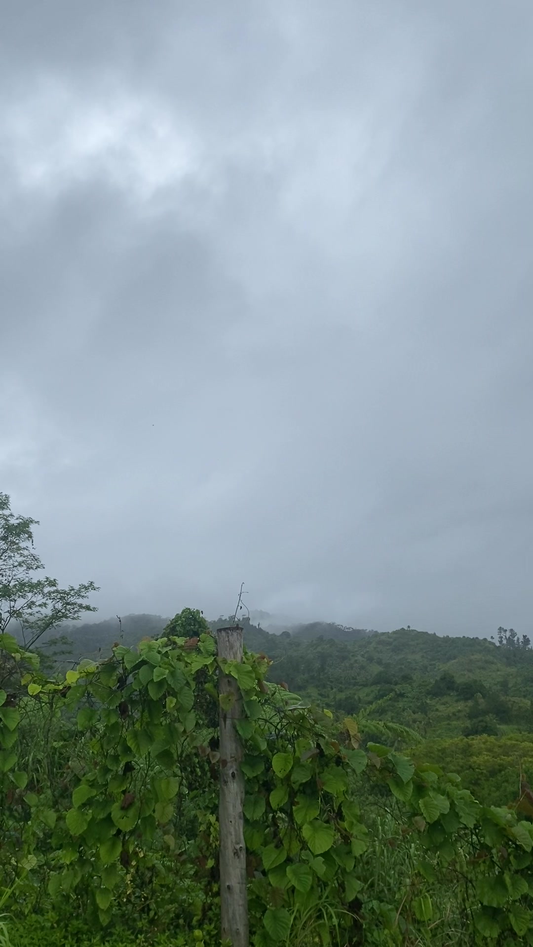 @Nomu Liga,Nomu Laga 🦜🌴🍀🇫🇯