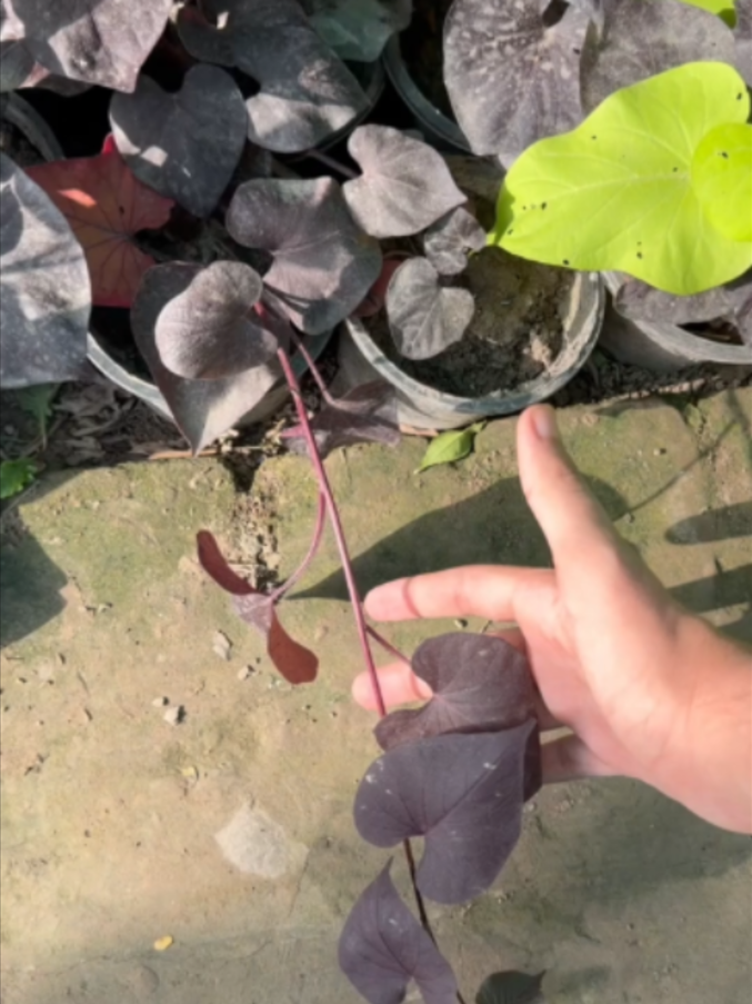 @Garden Secrets