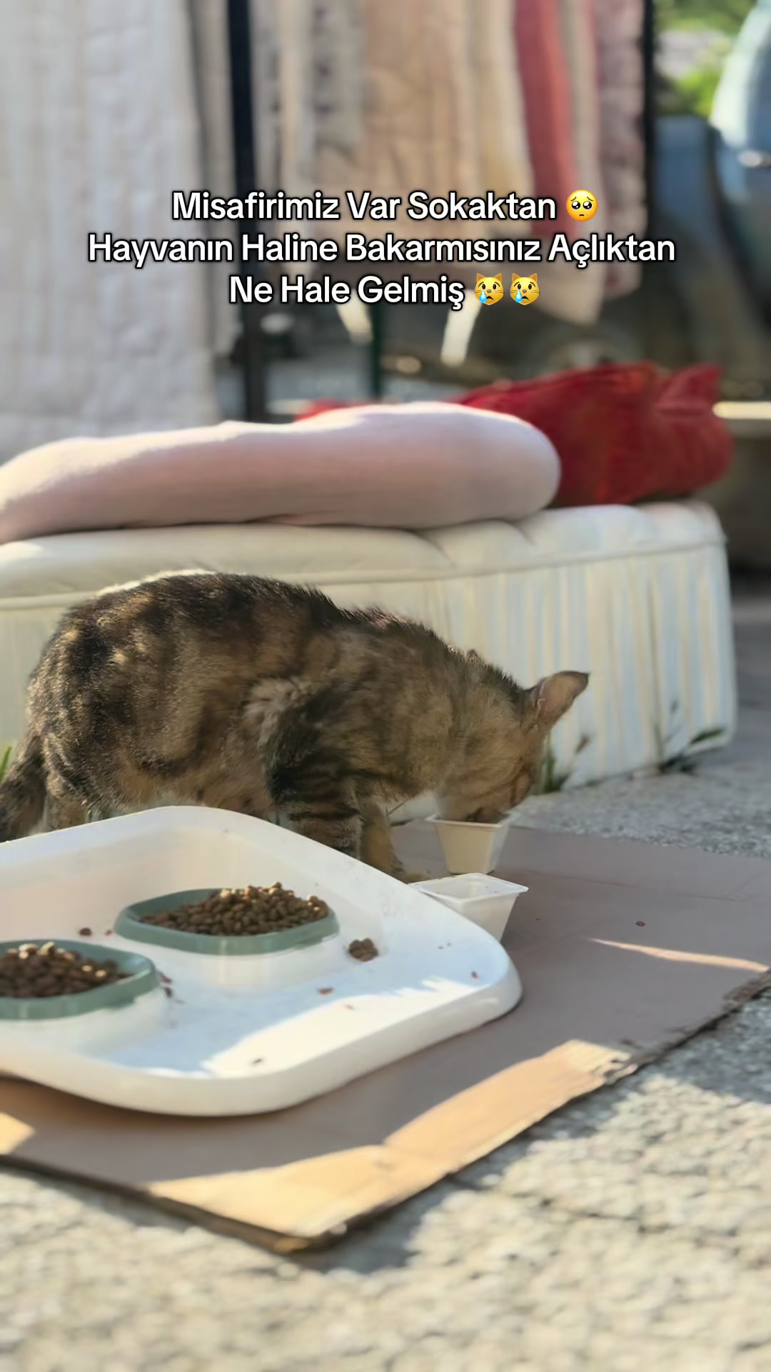 @Miyav Çete