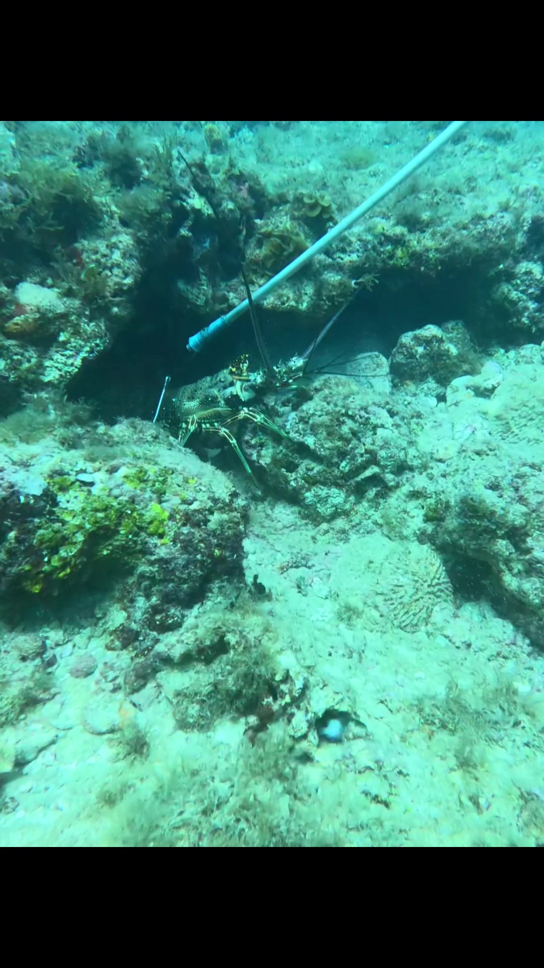 @Chill Diving