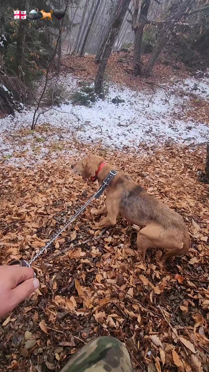 @მონადირე მთისშვილი❤️🏔️🇬🇪