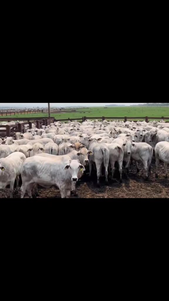 @ganadería🐮 y caballo🐴☠️