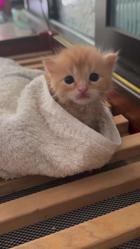 @catbosssss