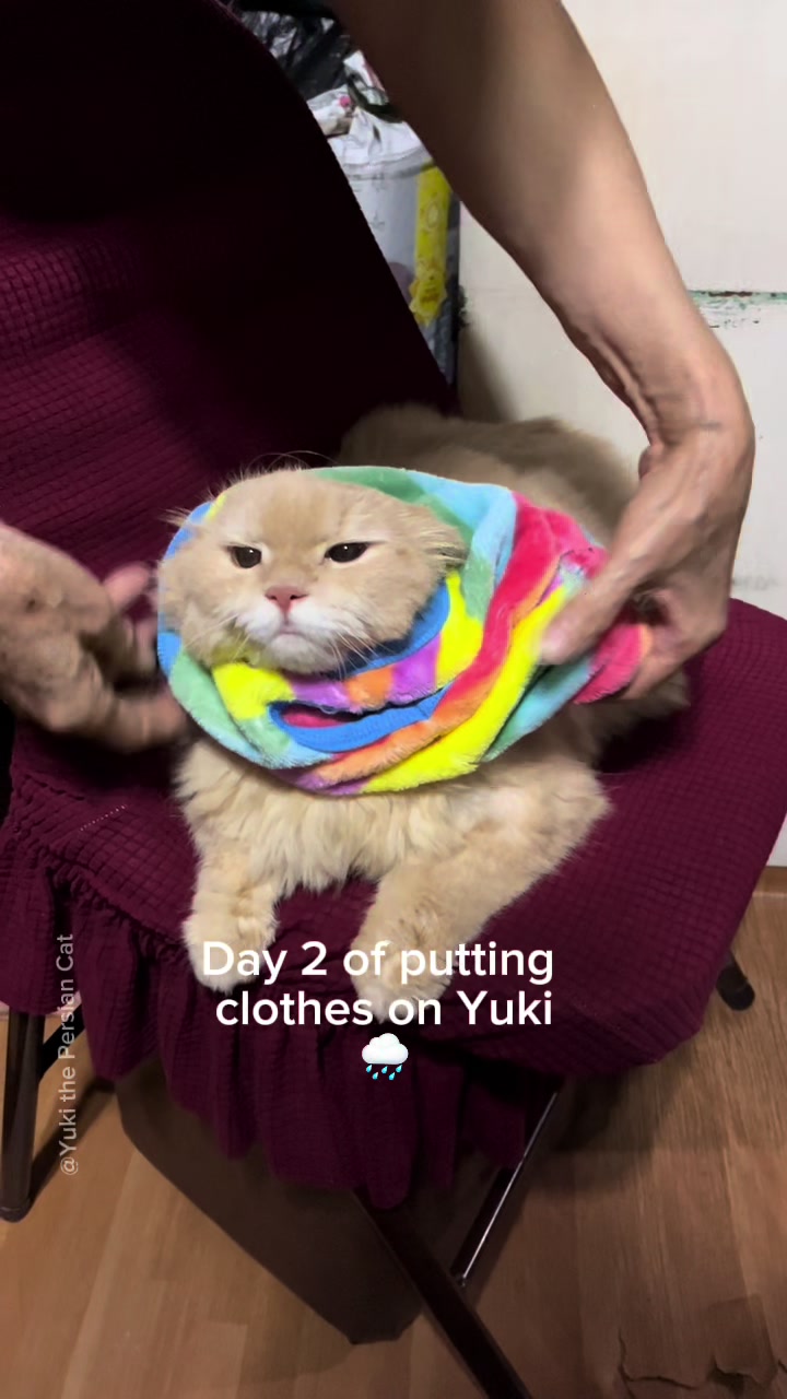 @Yuki the Persian Cat