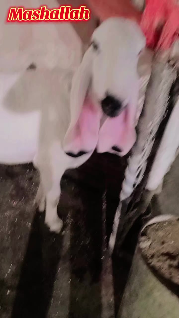 @Al_Khaf Cattle Farm, 🖤