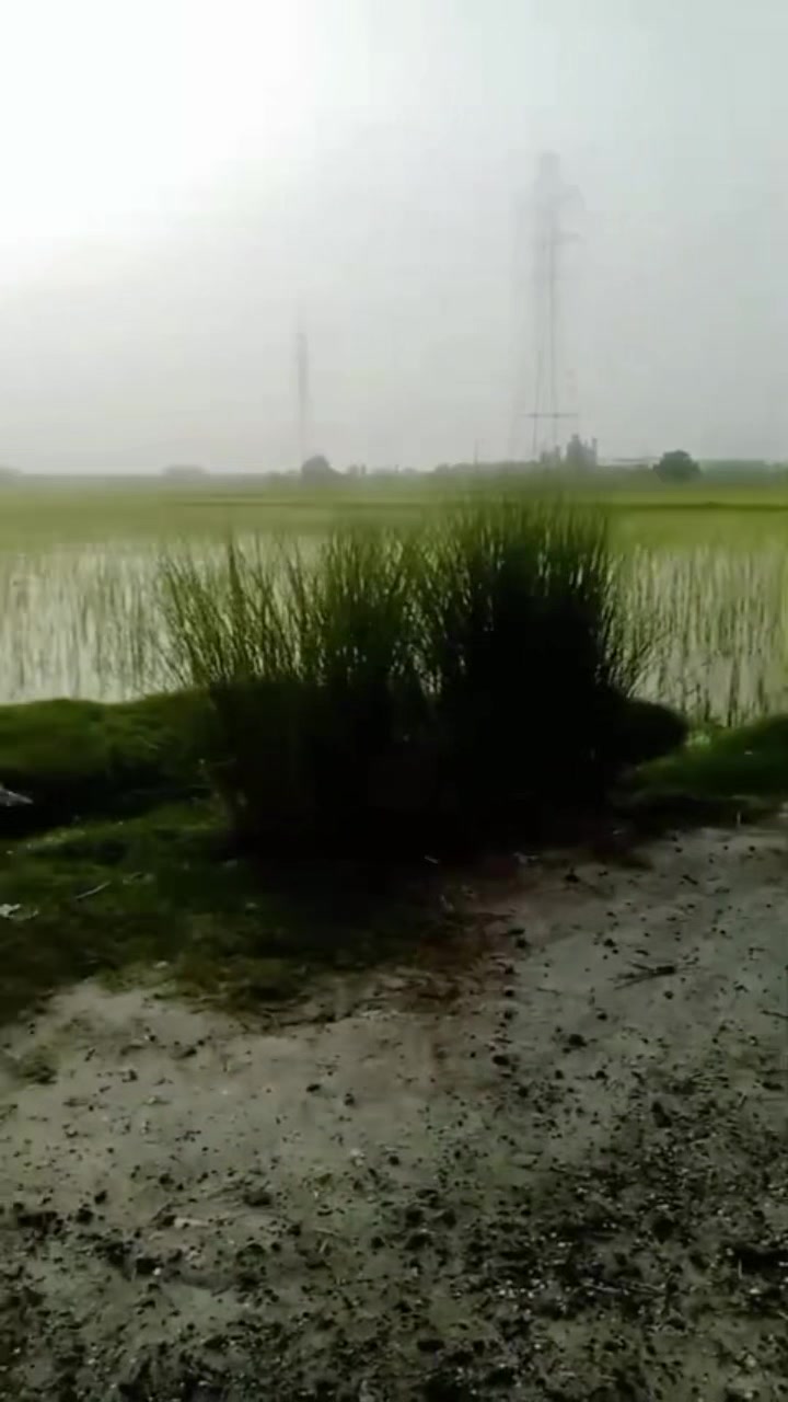 @مانا جٹ