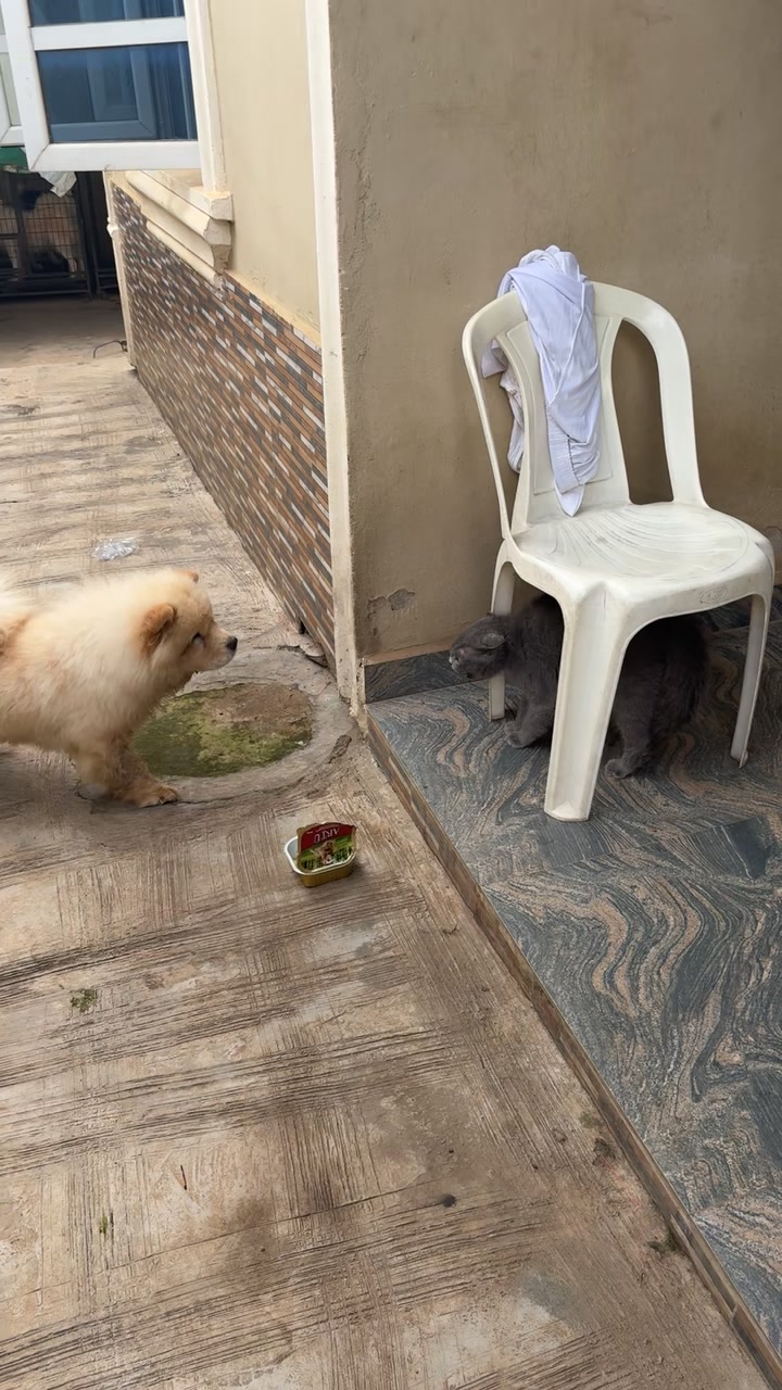 @Dognaire