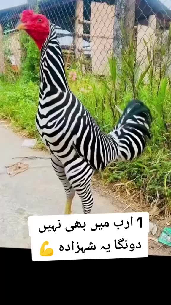 @Nisar Ajk