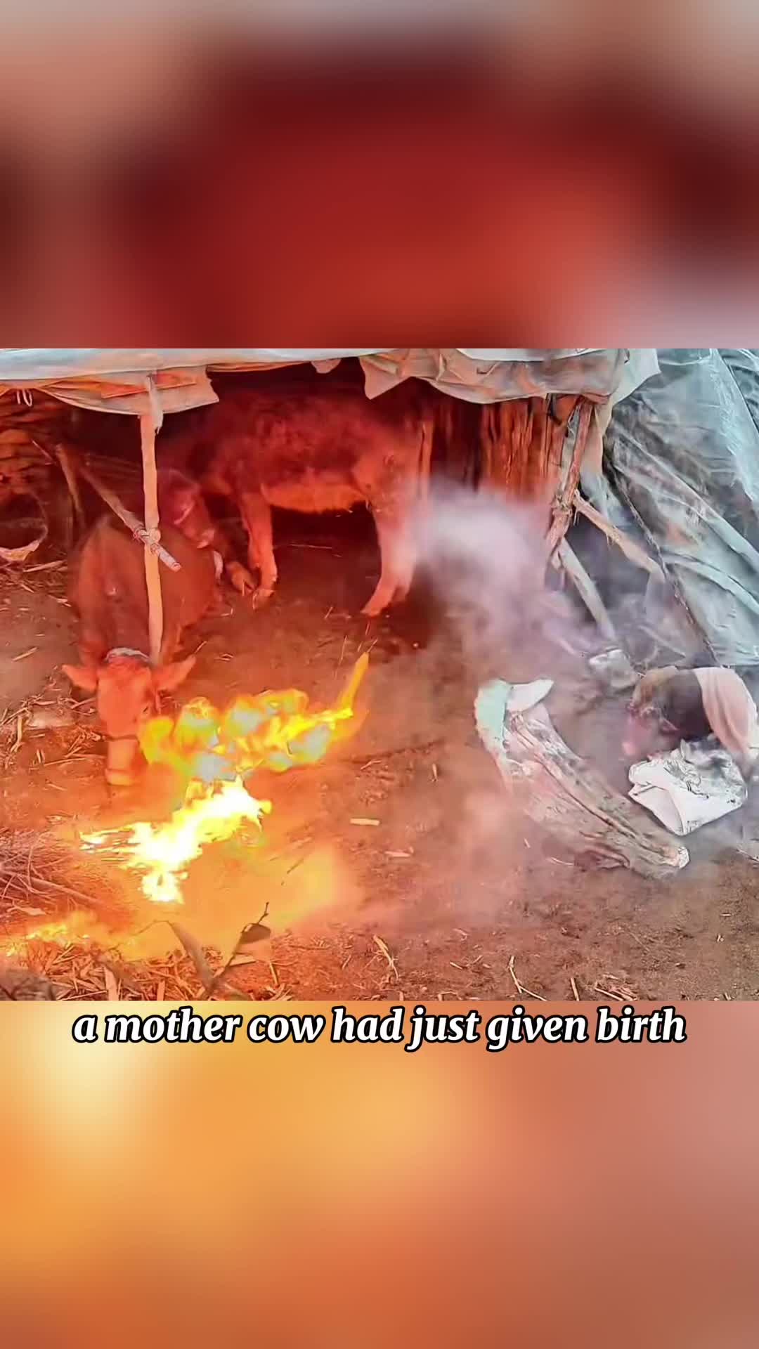 @Animal story